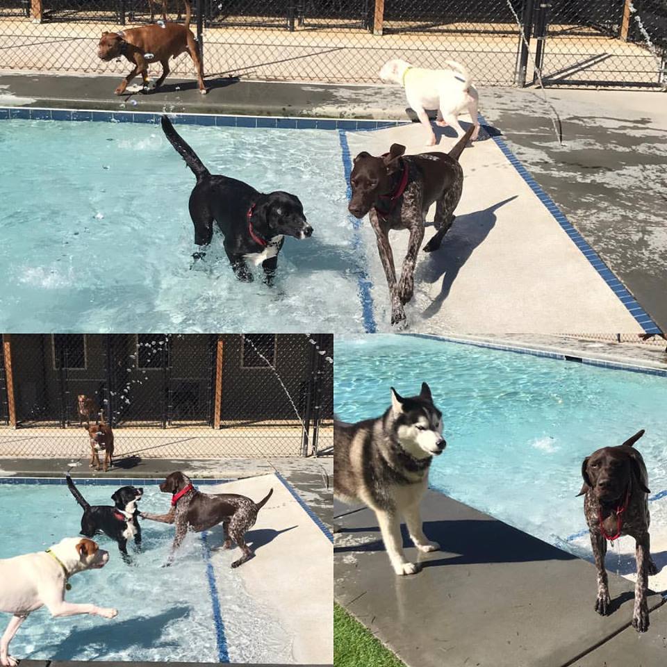 The Pool is OPEN - Stoney Creek Pet Lodge & Rehab Center